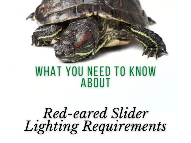 Red-eared Slider Lighting Requirements
