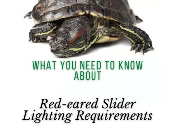 Red-eared Slider Lighting Requirements
