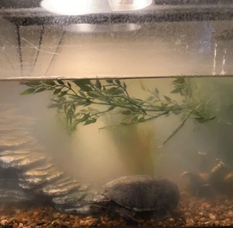 dirty turtle tank