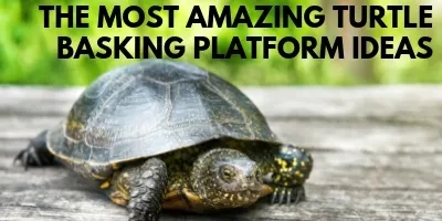 The Most Amazing Turtle Basking Platform Ideas link picture