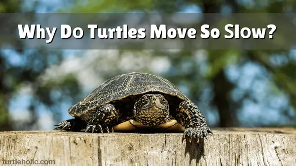 why do turtles move so slow