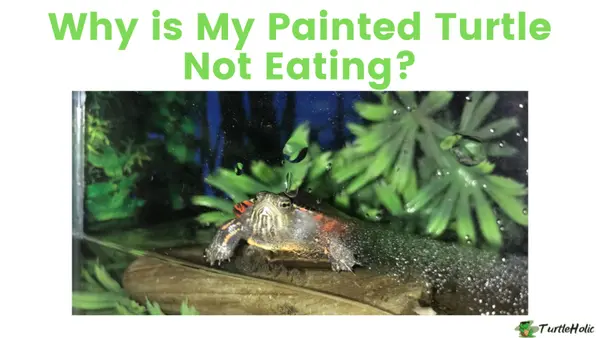 why is my painted turtle not eating