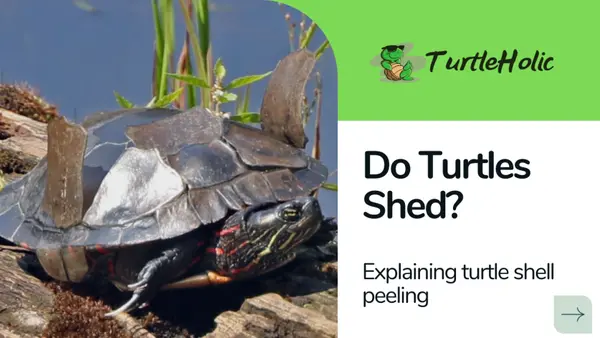 turtle shedding shell