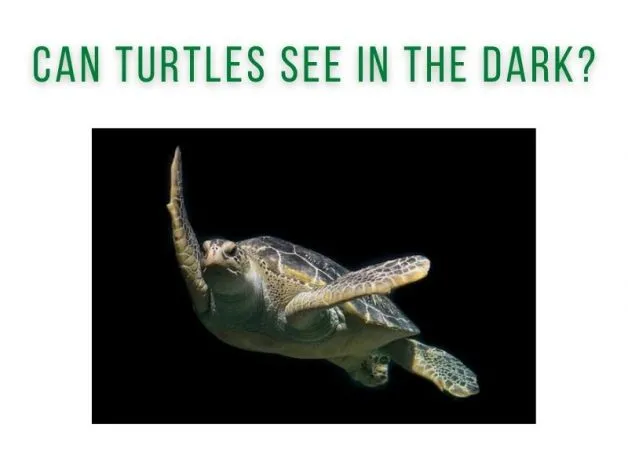 Can Turtles See In The Dark?