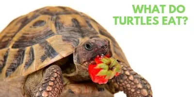 What Do Turtles Eat link picture