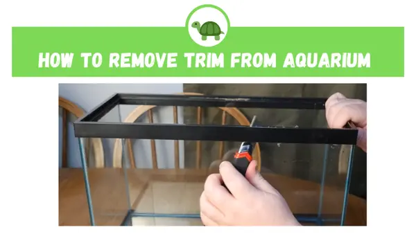 How to Remove Trim from Aquarium