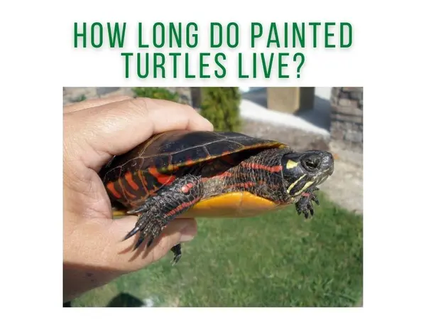 How Long Do Painted Turtles Live