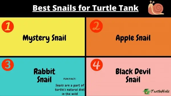 best snails for turtle tank