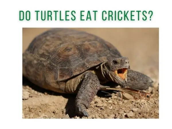 do turtles eat crickets