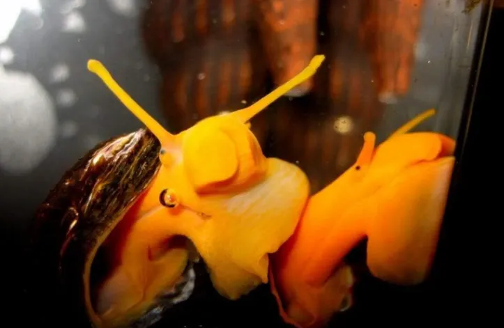 rabbit snail for turtle tank