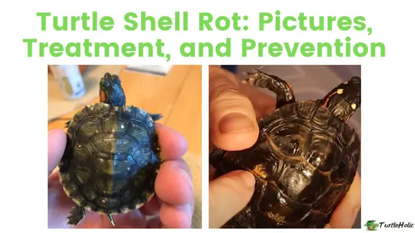 turtle shell rot treatment
