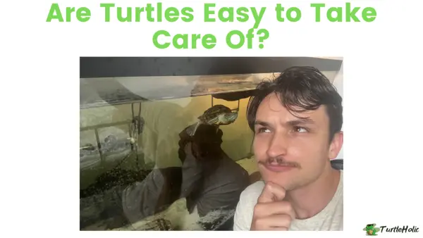 are turtles easy to take care of