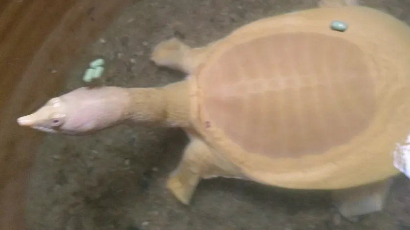 turtle eating floating pellets