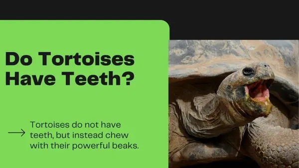 Do Tortoises Have Teeth