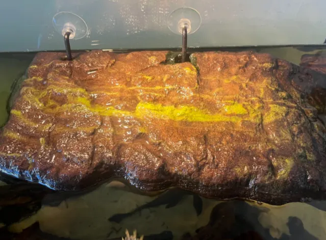 bright green algae in turtle tank
