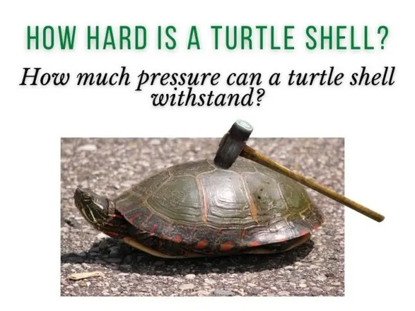 How Hard Is A Turtle Shell