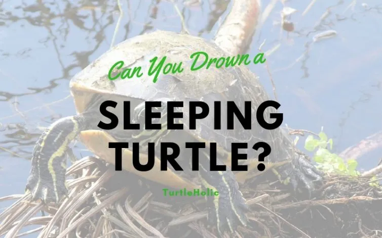 can you drown a sleeping turtle main