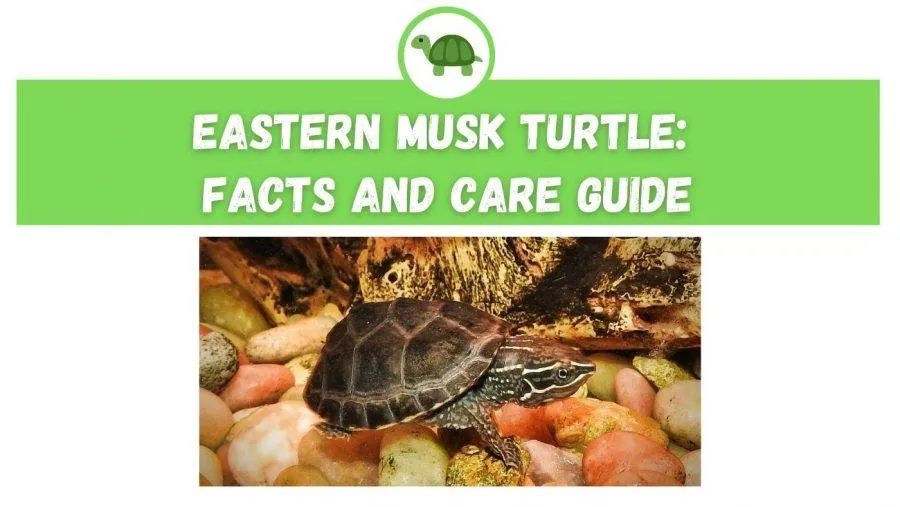 eastern musk turtle care
