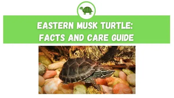 eastern musk turtle care