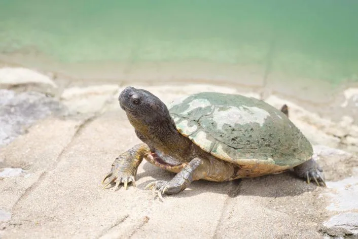 Mud turtle