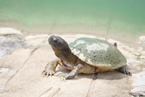 Mud turtle