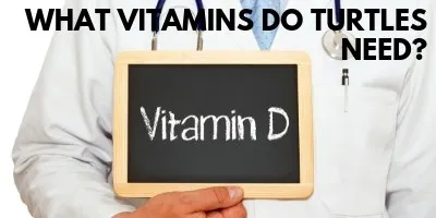 What Vitamins Do Turtles Need link picture