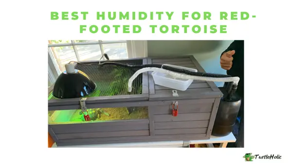 best humidity for red footed tortoise
