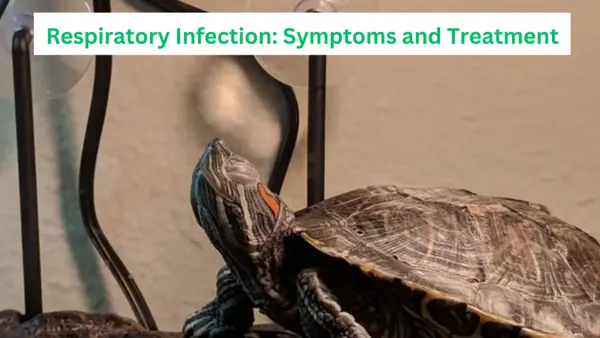 Turtle Respiratory Infection Home Treatment
