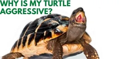 Why Is My Turtle Aggressive link picture