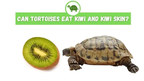 Can Tortoises Eat Kiwi and Kiwi Skin