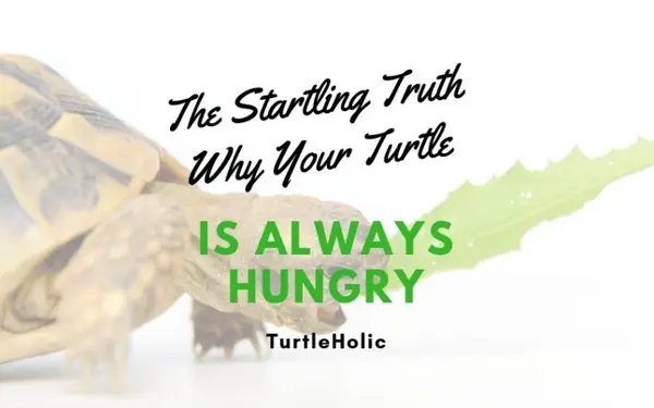The Startling Truth Why Your Turtle is Always Hungry