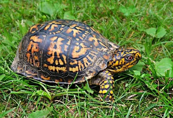 eastern box turtle main xl