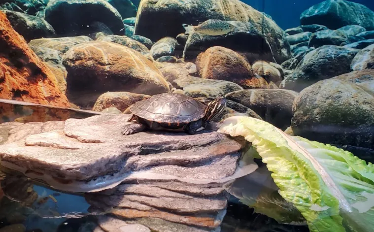 help turtle get on dock