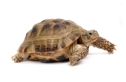 A Russian tortoise