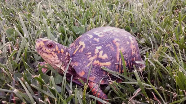 Just What Is Best Box Turtle Aquarium Size main