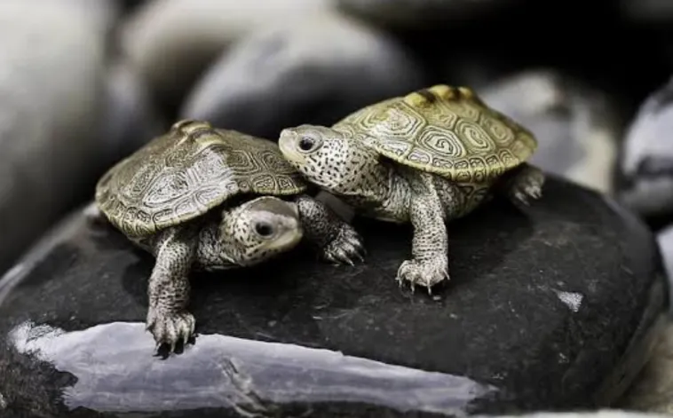 diamondback terrapins