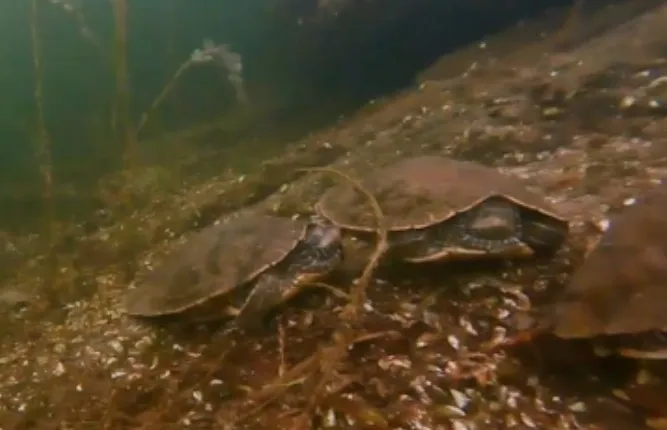 turtle hibernating