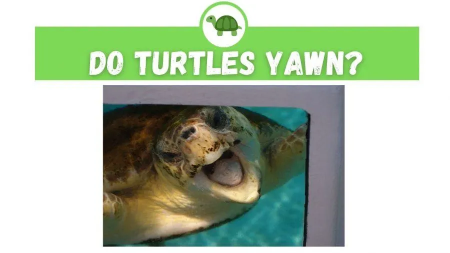 do turtles yawn