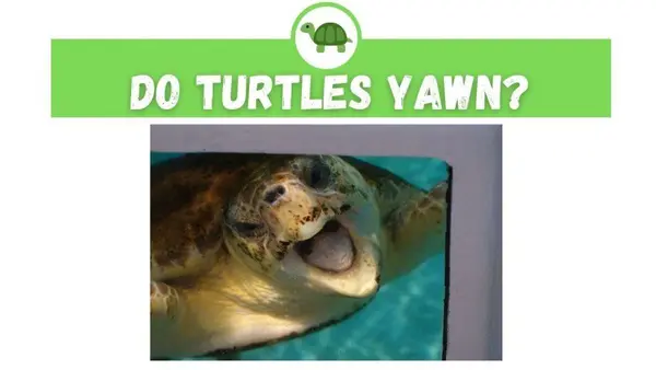 do turtles yawn