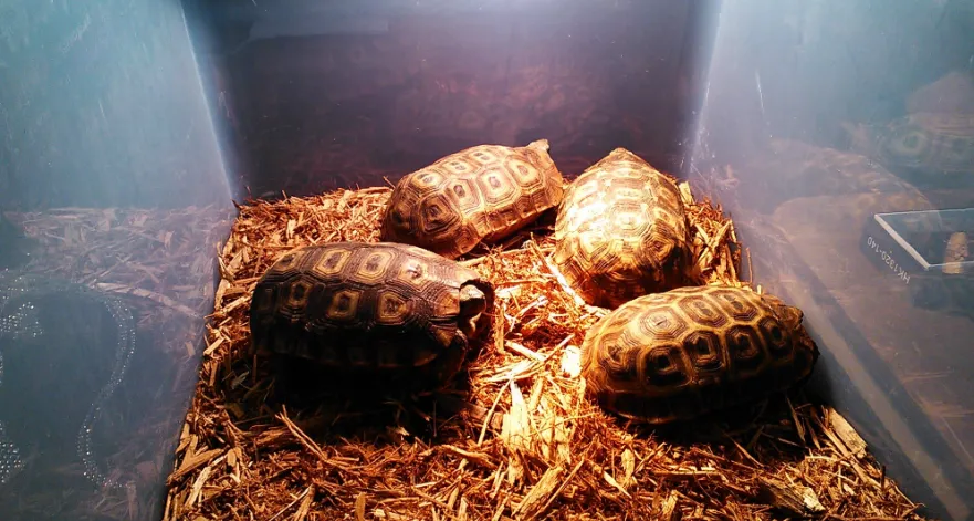 overcrowding tortoises