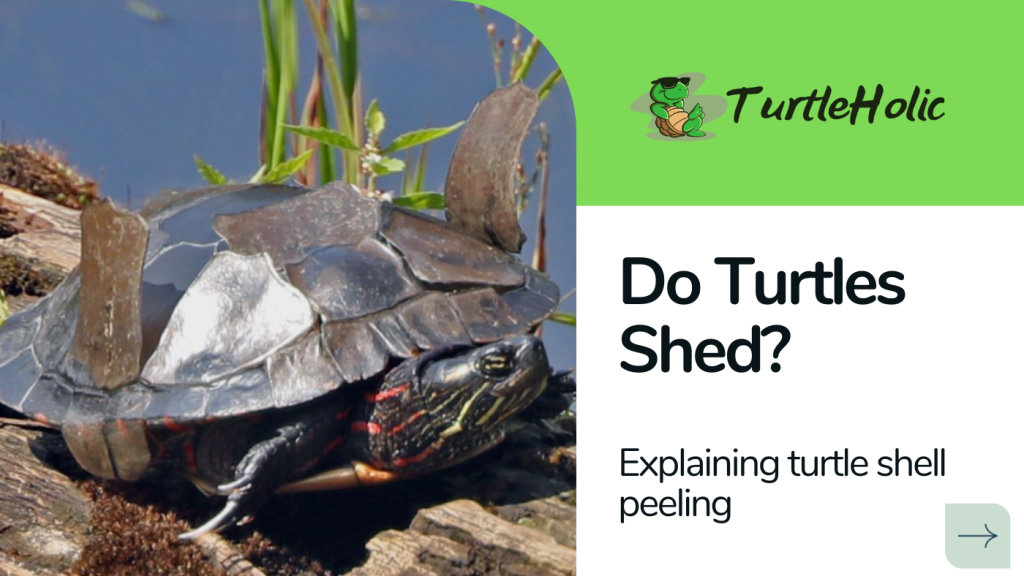 Turtle Shell Peeling Do Turtles Shed?? TurtleHolic