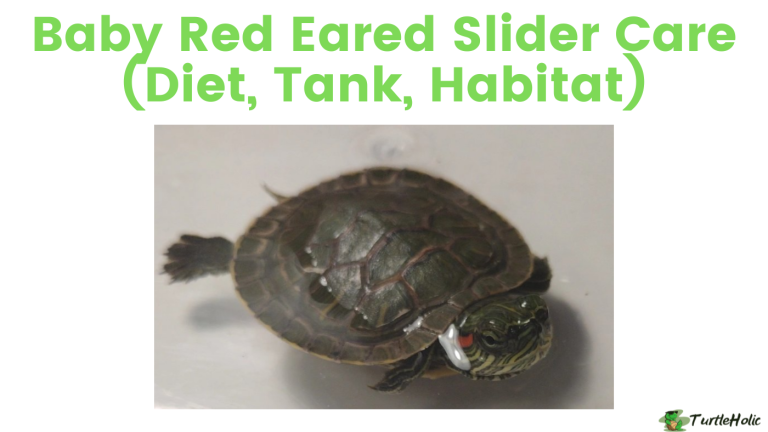 View of Baby Red Eared Slider Care (Diet, Tank, Habitat) - TurtleHolic