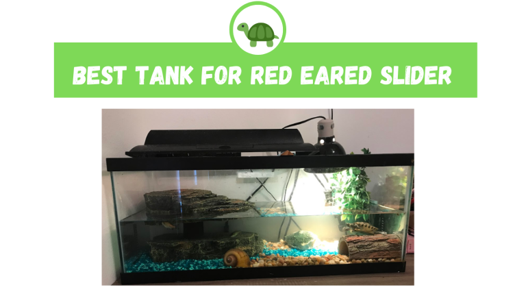 Image showcasing The Best Red Eared Slider Tank in the World - TurtleHolic