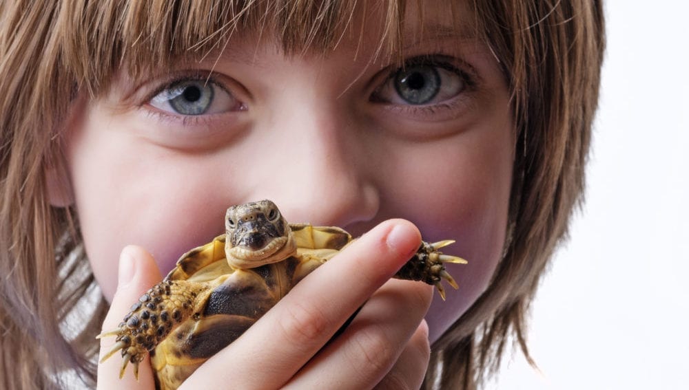 guides-archives-page-2-of-4-turtleholic