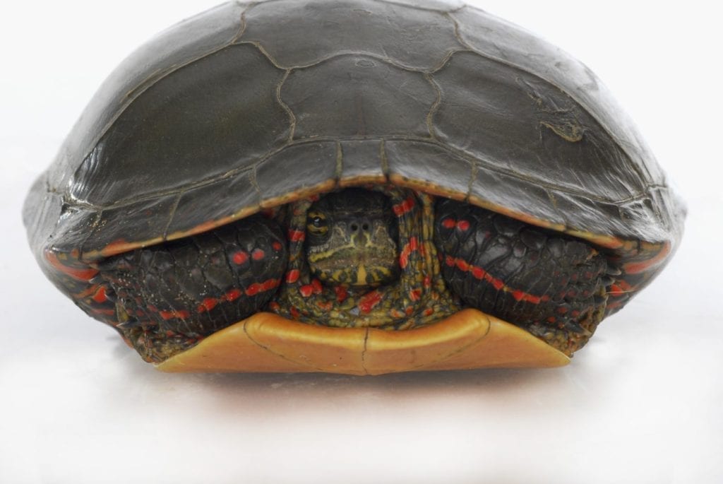 How to Tell What Painted Turtle Species You Have TurtleHolic