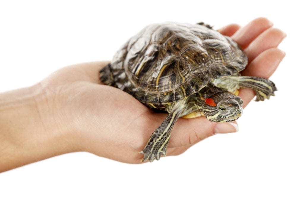 Are Turtles Low Maintenance? The Surprising Truth TurtleHolic