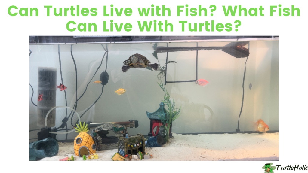 Can Turtles Live with Fish? What Fish Can Live With Turtles? TurtleHolic