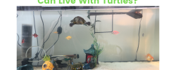 what fish can live with turtles