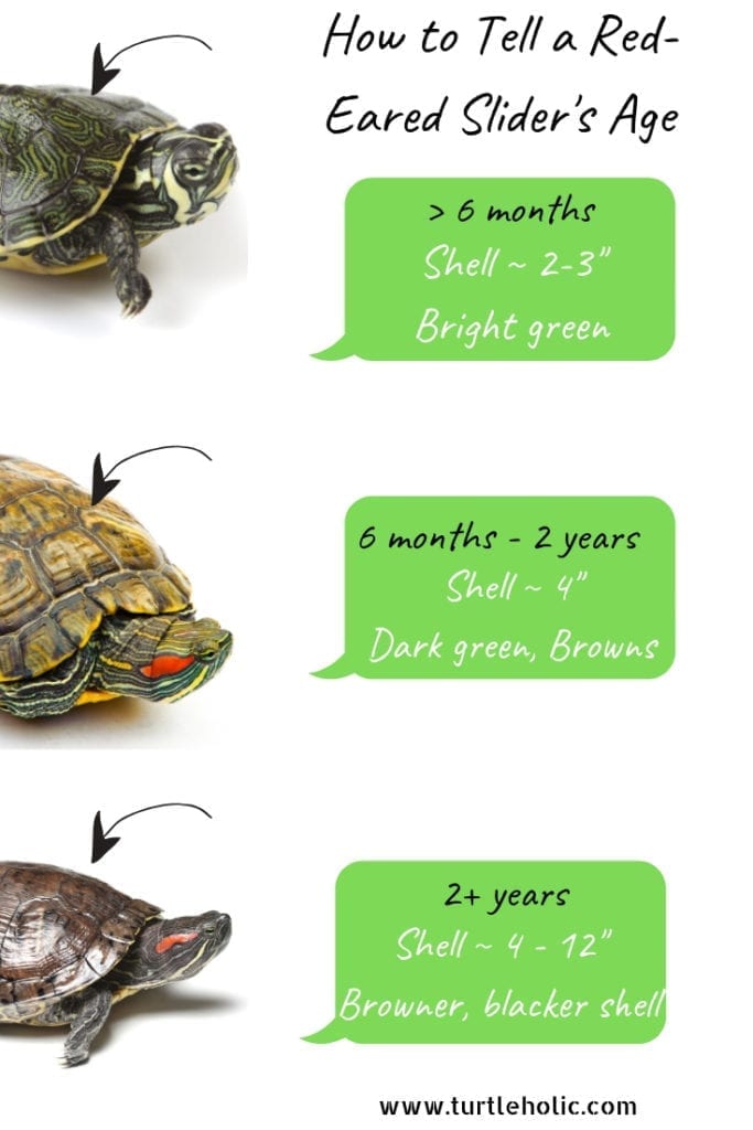 Turtle Age Chart