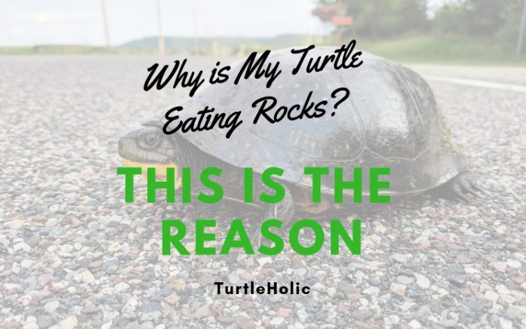 Why Turtle Eating Rocks This is Reason main